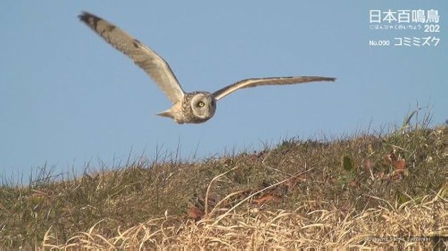 シンフォレストBlu-ray 日本百鳴鳥 202 HD ハイビジョン映像と鳴き声で愉しむ野鳥図鑑 9jupf8b Amazon.co.jp: シンフォレストDVD 日本百鳴鳥 202 映像と鳴き声